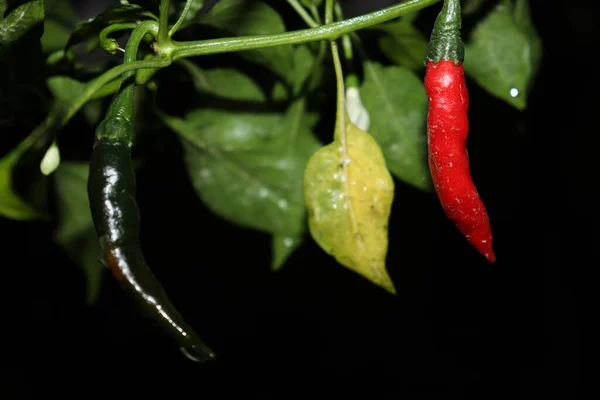Closeup Shot Red Green Hot Chili Peppers Tree Farm Harvest — Stock Photo, Image