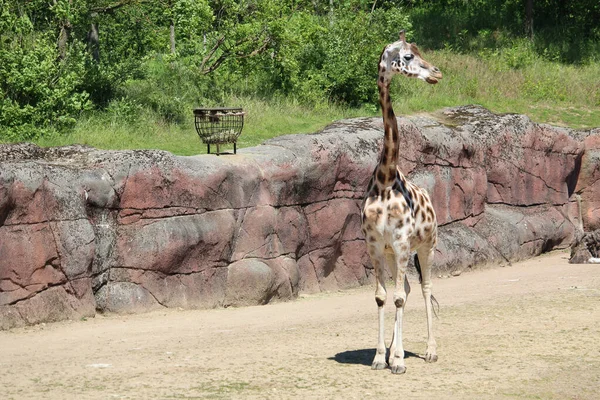 Ein Schöner Blick Auf Einen Zoo Mit Einem Giraffenbaby — Stockfoto