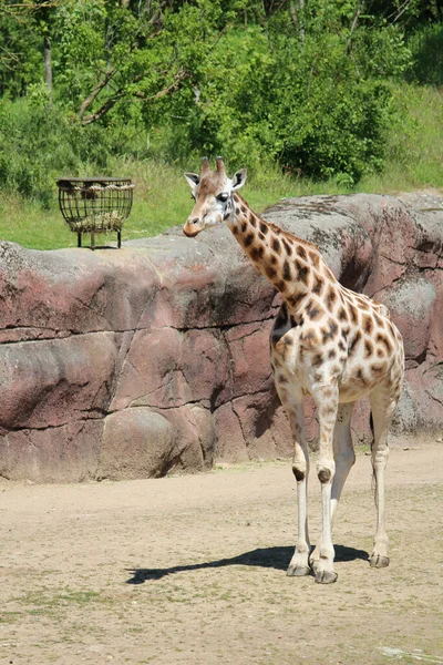 Plan Vertical Une Girafe Dans Zoo — Photo
