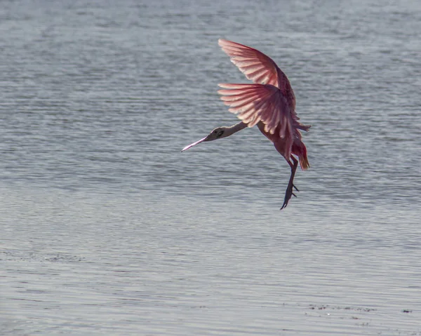 Closeup Shot Heron Landing Water Royalty Free Stock Images