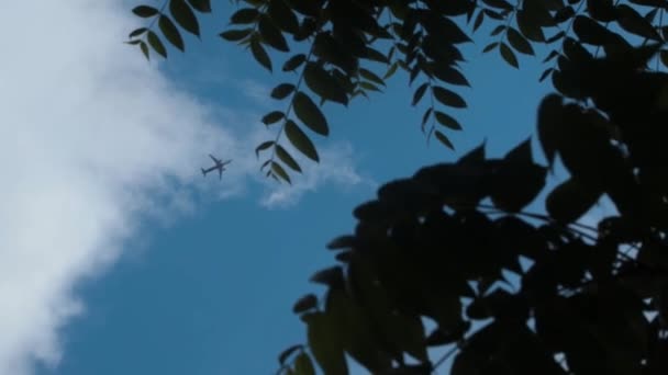 Uma Silhueta Folhas Contra Avião Que Passa Por Céu Azul — Vídeo de Stock