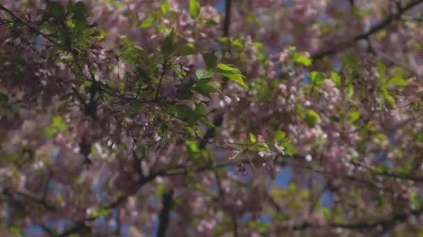 Gros Plan Fleurs Cerisier Dans Jardin Par Une Journée Ensoleillée — Video