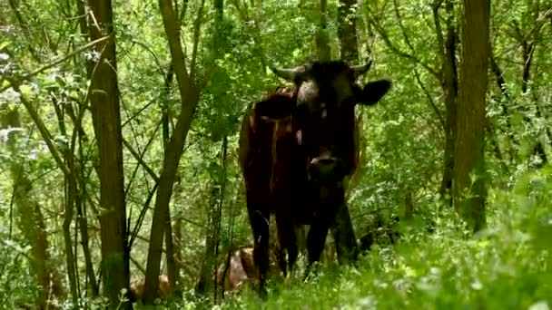 Yeşil Ormanın Etrafında Otlayan Sığırların Yakın Çekimi — Stok video