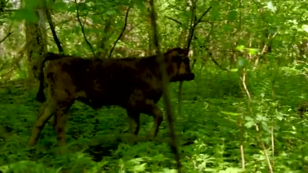 Closeup Brown Calf Walking Green Forest — Stock Video