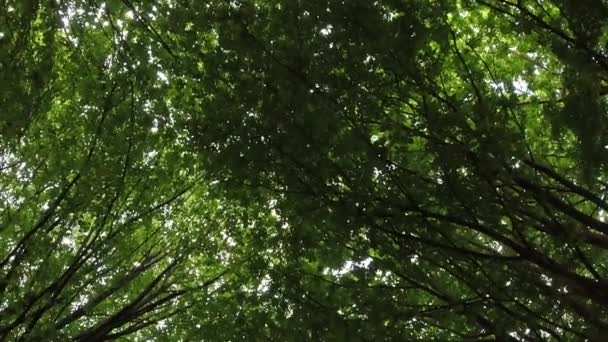 Χαμηλή Γωνία Πυκνών Φύλλων Δέντρων Που Δονούνται Στον Άνεμο — Αρχείο Βίντεο