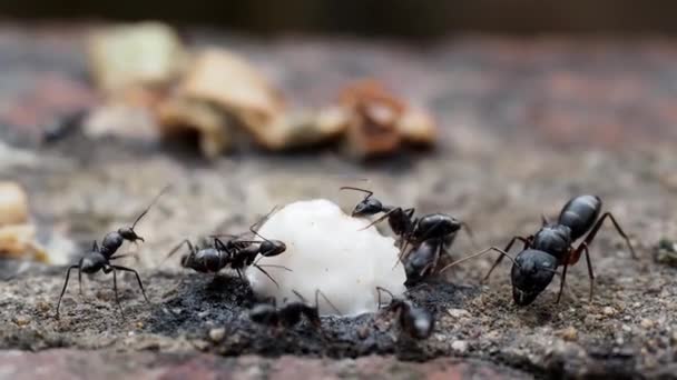 Zwarte Mieren Een Natuurlijke Achtergrond Messor Structor Eet Lijn Mieren — Stockvideo