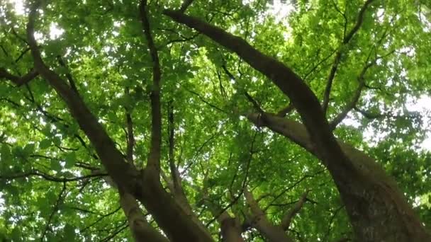 Низкий Угол Старых Высоких Деревьев Фоне Плотных Листьев Вибрирующих Ветру — стоковое видео