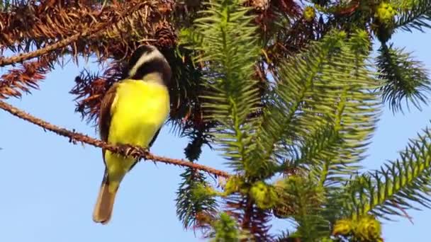 Low Angle View Great Kiskadee Bird Sitting Branch Tree — Stock Video