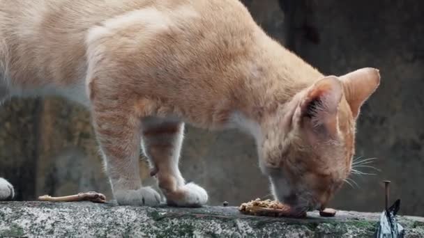 Cierre Gato Rojo Pie Pared Comer Una Paz Pollo — Vídeo de stock