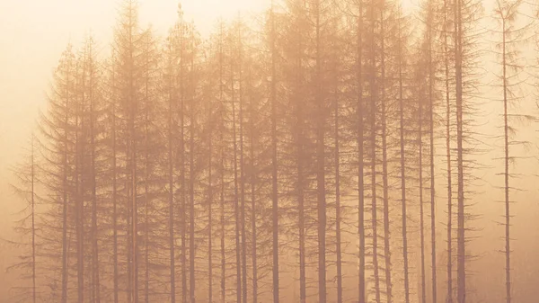 Plan Mystérieux Des Arbres Longs Minces Dans Environnement Couleur Dorée — Photo