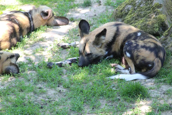 Gevlekte Hyena Liggend Groen Gras Een Dierentuin — Stockfoto