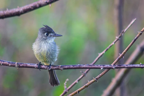 Close Blackcap Eurasiático Empoleirado Ramo — Fotografia de Stock