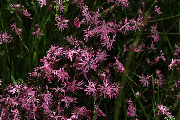 A beautiful shot of pink Ragged-Robin flowers in a meadow