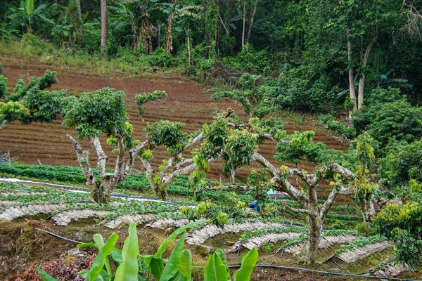 Een Close Shot Van Landbouwgrond Met Planten Groene Bomen Een — Stockfoto