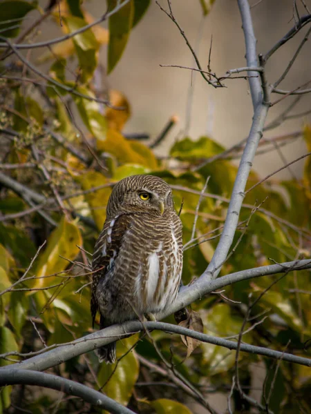 Plan Vertical Hibou Jungle Perché Sur Une Branche Arbre — Photo