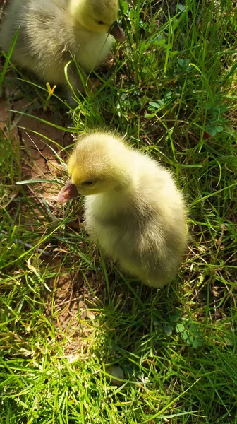 Een Close Shot Van Eendenkuikens Het Gras Een Boerderij — Stockfoto