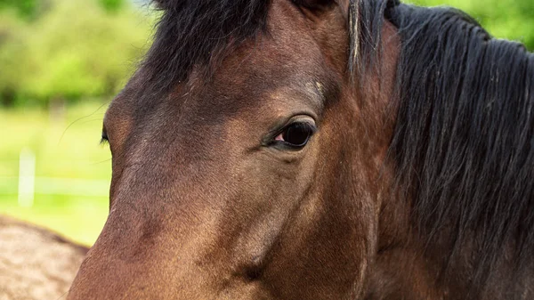 马的眼睛和头发在绿草背景下的特写镜头 — 图库照片