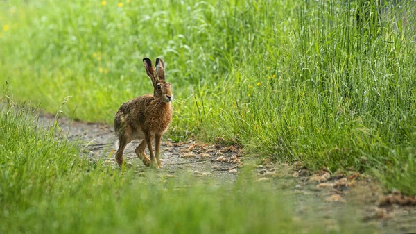 Yeşil Bitkilerle Çevrili Yolda Hareket Halinde Zıplayan Tavşanın Görüntüsü — Stok fotoğraf