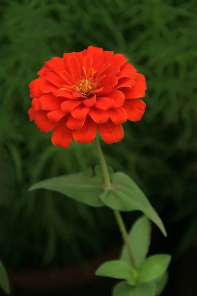 Plan Vertical Une Belle Zinnia Commune Sur Fond Flou — Photo