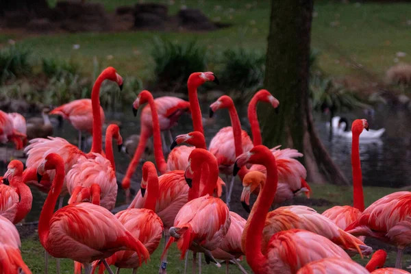 Enfoque Selectivo Hermosos Flamencos Lado Río —  Fotos de Stock