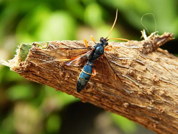 Una Avispa Ichneumon Una Ramita Árbol — Foto de Stock