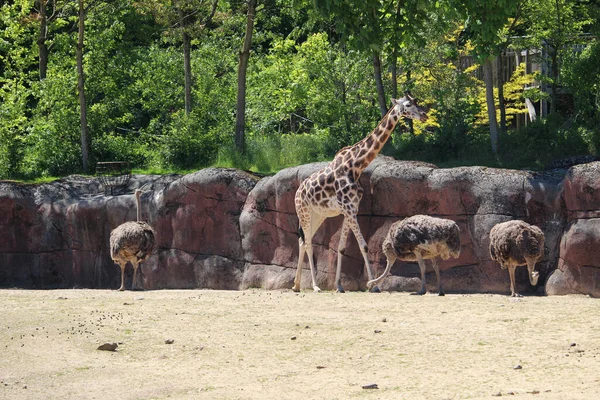 Une Belle Vue Sur Zoo Avec Trois Autruches Une Girafe — Photo