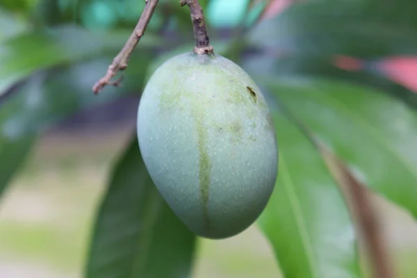 Closeup Shot Fresh Raw Green Mango Tree Organic Farm Harvesting — Stock Photo, Image