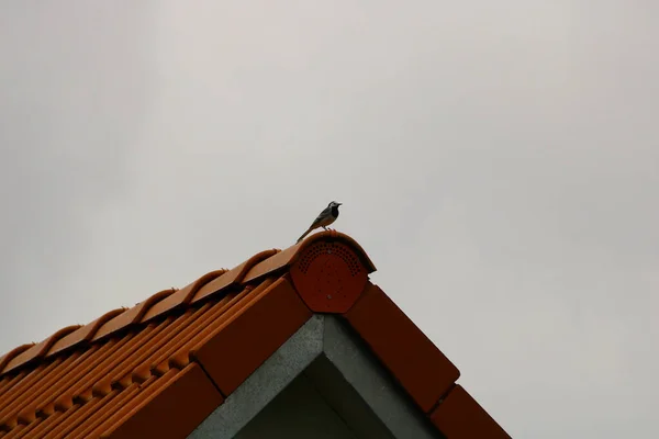 在阴郁的天空下 屋檐上一只小鸟的风景画 — 图库照片