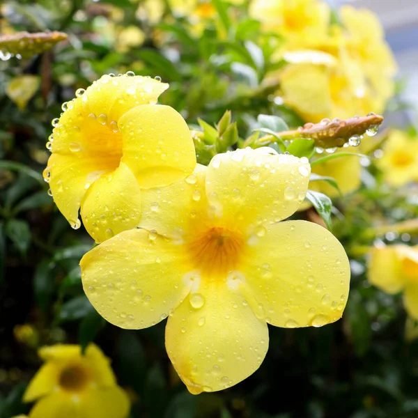 Tiro Close Flores Allamanda Amarelo Brilhante Com Gotas Água Crescendo — Fotografia de Stock