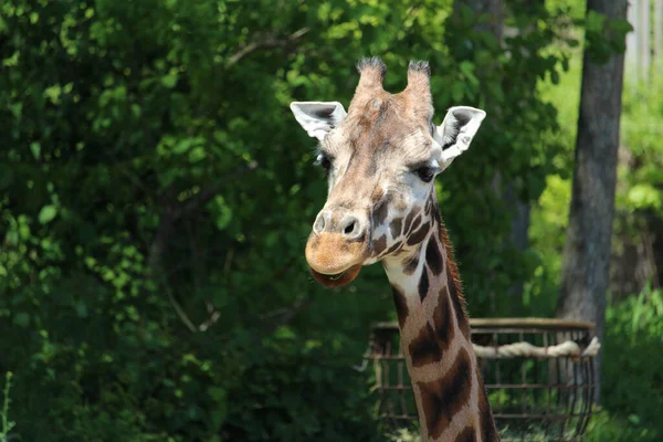 Gros Plan Une Girafe Dans Zoo — Photo