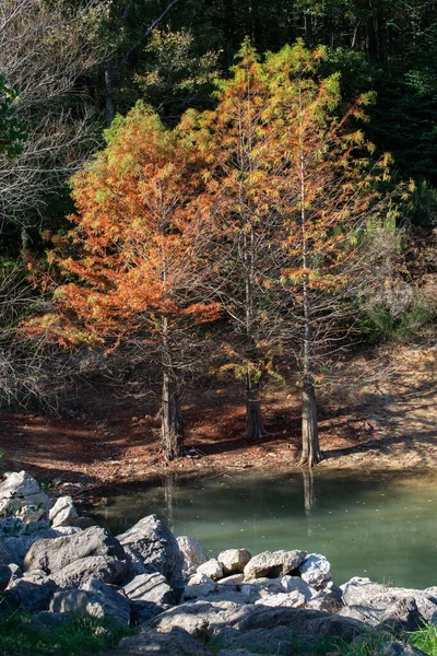 Disparo Vertical Árboles Otoño Cerca Lago Durante Día — Foto de Stock