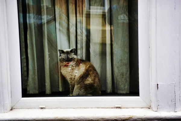 Roztomilá Kočka Sedící Bílém Okně — Stock fotografie