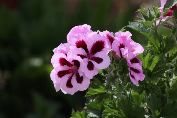 Красивый Снимок Розовых Цветов Герани Саду — стоковое фото