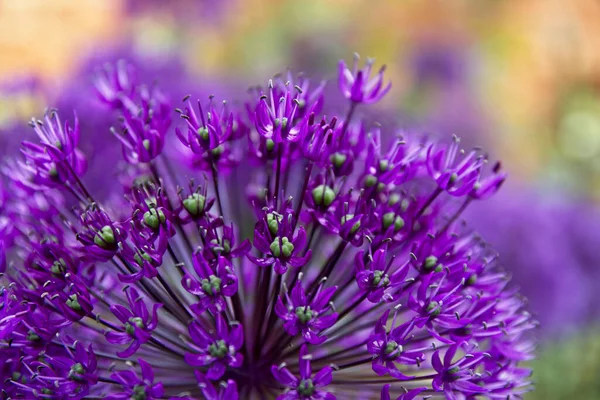 Detailní Záběr Kvetoucí Fialové Květy Allia — Stock fotografie