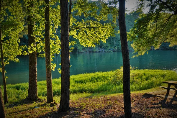 Piękne Ujęcie Jasnych Zielonych Drzew Pobliżu Jeziora — Zdjęcie stockowe