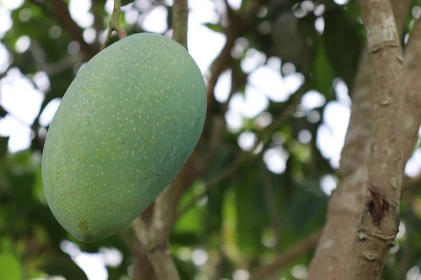 Closeup Shot Fresh Raw Green Mangoes Tree Organic Farm Harvesting — Stock Photo, Image