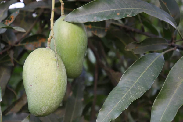 Zbliżenie Zdjęcia Świeżych Surowych Zielonych Mango Drzewie Gospodarstwie Ekologicznym Zbioru — Zdjęcie stockowe