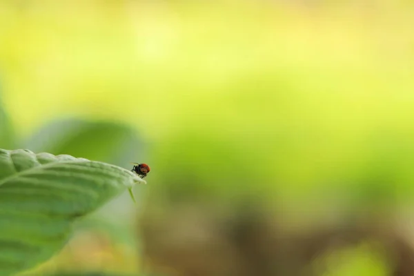 绿色背景模糊的叶子上的虫的宏观图片 — 图库照片