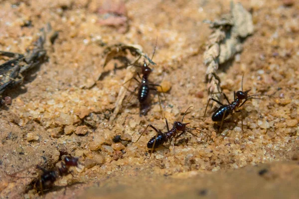 地面に黒い蟻のクローズアップショット — ストック写真