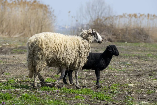 Una Oveja Blanca Con Cordero Negro Campo Sobre Fondo Plantas —  Fotos de Stock