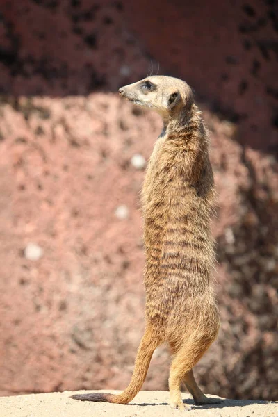 Suricate Solitaire Debout Sur Les Pattes Arrière — Photo