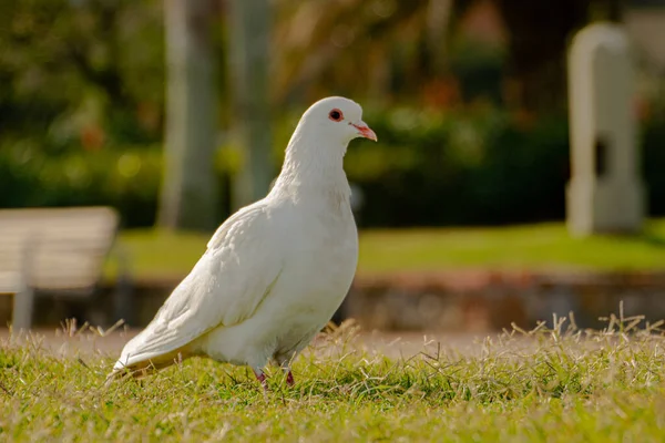 Une Colombe Blanche Sur Herbe Printemps — Photo