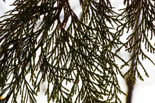 Zole Edilmiş Arka Planda Çam Ağacı Yapraklarının Yakın Plan Görüntüsü — Stok fotoğraf