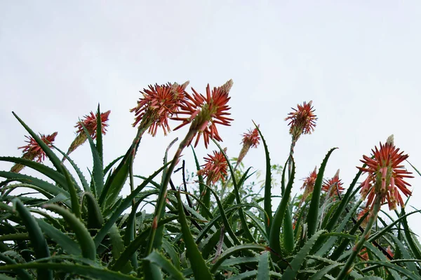Tiro Ângulo Baixo Flores Aloe Vera Contra Céu Claro — Fotografia de Stock
