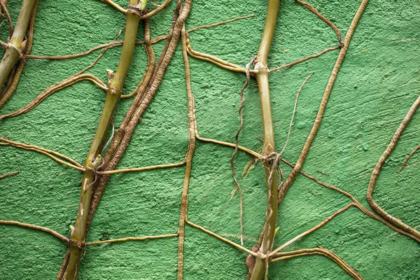 Primer Plano Una Planta Fondo Pared Verde —  Fotos de Stock