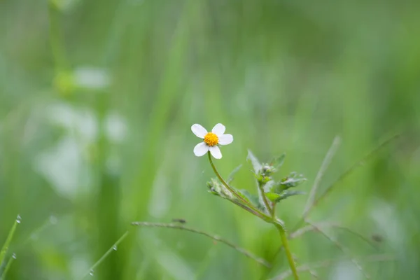 Ένα Κοντινό Πλάνο Ενός Λευκού Λουλουδιού Daisy Ένα Θολό Φόντο — Φωτογραφία Αρχείου