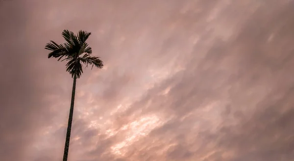 Захоплюючий Вид Пальму Красивим Фоном Заходу Сонця Відмінно Підходить Шпалер — стокове фото