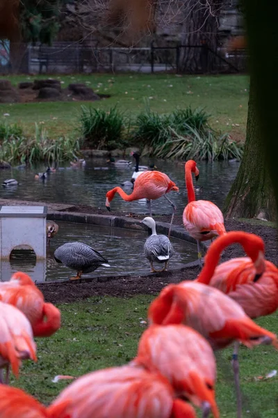 Tiro Foco Seletivo Belos Flamingos Lado Uma Lagoa — Fotografia de Stock