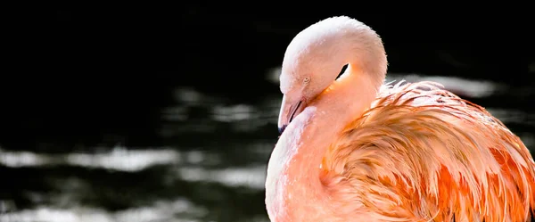 Избирательный Снимок Красивого Фламинго Сидящего Озера — стоковое фото