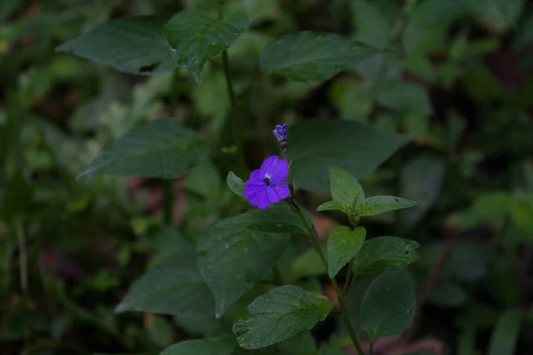 Primer Plano Una Flor Amatista Púrpura Con Hojas Verdes Sobre —  Fotos de Stock